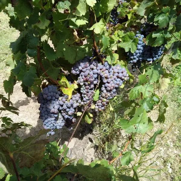 Visita Bodega Bouza com Degustação de Vinhos Uvas Cepas Tannat