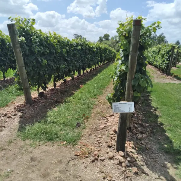 Visita Bodega Bouza com Degustação de Vinhos Vinhedos Merlot