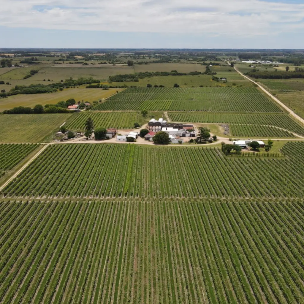 Bodega Marichal Uruguay Capa