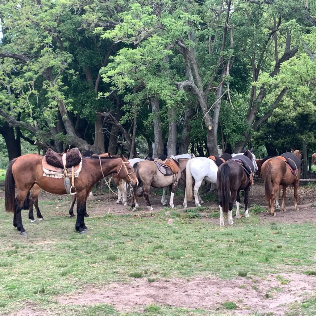 La Baguala Hotel de Campo em Montevideo Cavalos